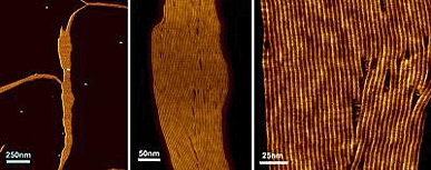 Atomic force microscopy images of artificial ion channels created by the international team of scientists. The images are of the same sample, with increasing magnification